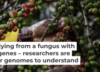 Coffee farming is critical to the economies of several African countries. Wang Guansen/Xinhua via Getty Images